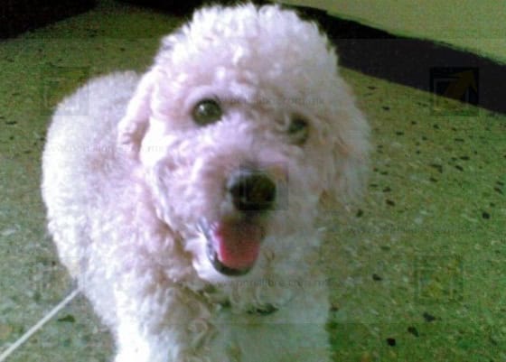 Regresa del trabajo y encuentra a su perrita degollada y mutilada, familia exige justicia