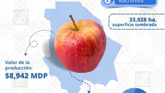 Chihuahua, líder en producción de manzana