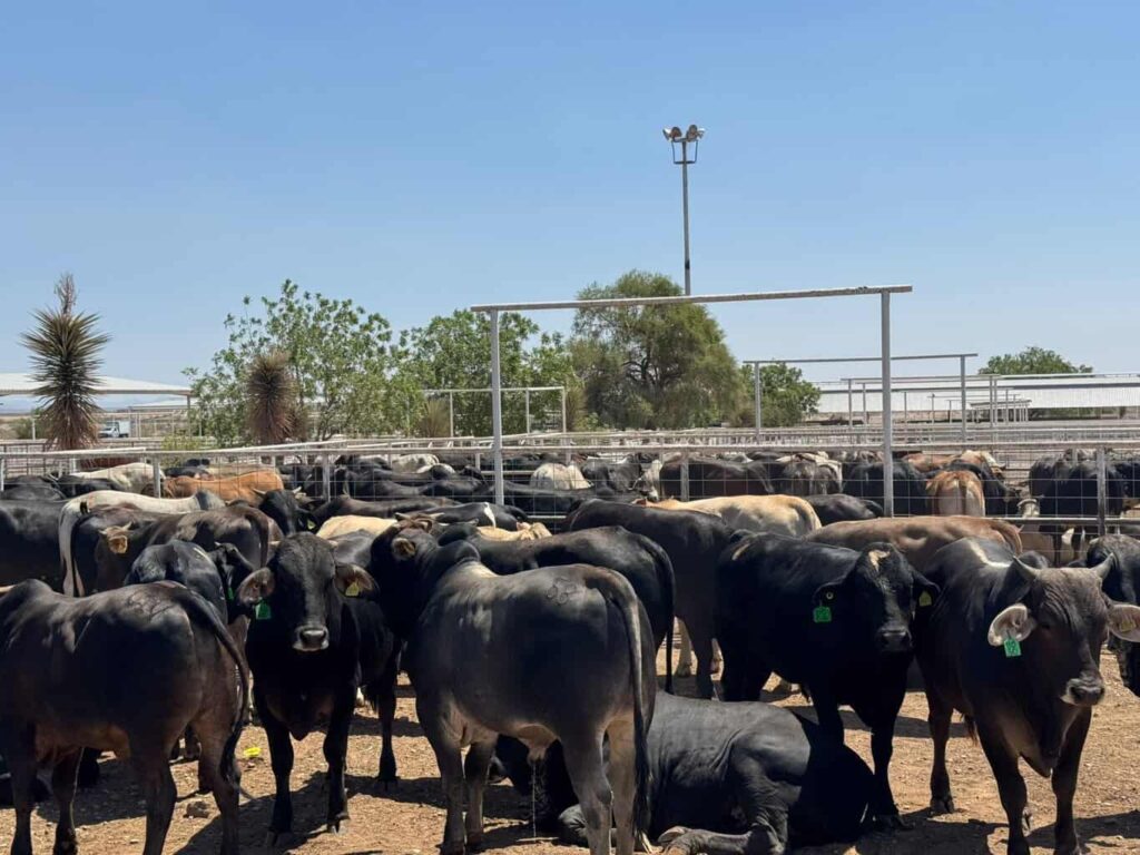 Chihuahua se suma a propuesta de crear cinturones sanitarios para fortalecer la sanidad del ganado
