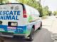 Atiende Municipio caso de perros pitbull que lesionaron a otros caninos