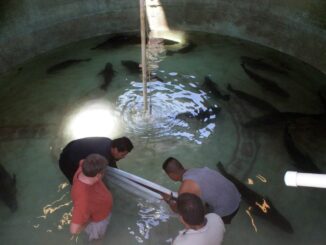 México libera 40 mil crías de totoaba en estado de Baja California Sur