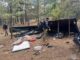 Destruyen campamento utilizado por integrantes del crimen organizado en Madera